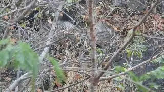 Brown fish-owl chick climbing through leaf litter