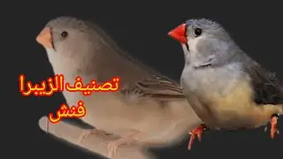 تصنيف الاناث الزيبرا فنش الثريكوم والبلاك برست 