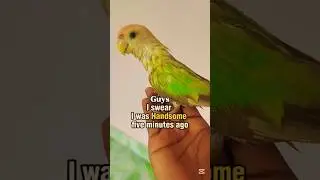 After Bath Lovebird thinks she looks like a Chicken😂