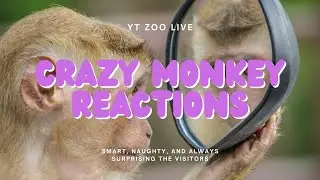 These clever animals have such expressive faces... prepare for constant entertainment ✨