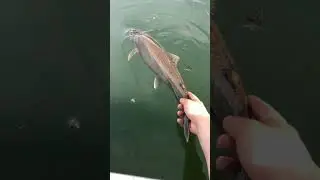 Perfect Spring Morning chasing Lake Trout #shorts