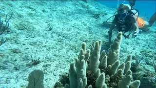 Cayman Brac - Buccaneer! End of the dive.  Small Ray!  And small stand of HEALTHY PILLAR CORAL!