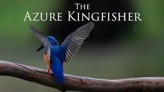 The Azure Kingfisher documentary trailer
