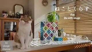 朝ごはんから始まる猫との日常￼/年始からかわいいを満喫🐱🐭トムとジェリー展in神戸【猫と暮らしのvlog】