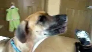 Great Danes Howling