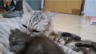 3-недельный котенок и его мама || видео с кошками