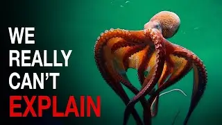 Why Antarctic Oceans Turn Animals Into Giants