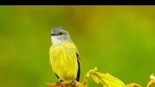 A unique vocalizations: Yellow-crowned Tyrannulet (Tyrannulus elatus) - WFC
