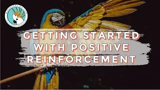 6 Ways To Improve Your Bird's Behavior With Positive Reinforcement