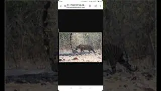 Waghdoh male tiger with cub