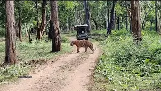Injured Tiger crossing road.