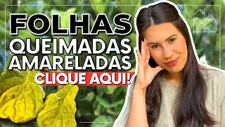 COMO CUIDAR DA FICUS LYRATA EM CASA? | Folhas queimadas, amareladas Clique aqui para saber o que é!