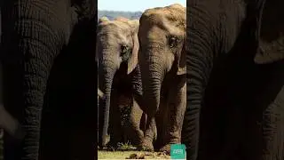 Top 5 Amazing Facts About Animals! #sciencefacts #educationalcontent #animalscience #science
