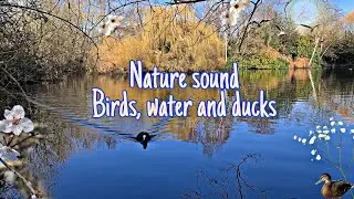 Nature sound birds,  water and ducks for relaxation