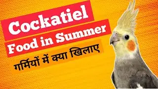 Cockatiels Summer Food | Cockatiel Summer  Diet || गर्मियों में कोकाटेल को क्या खिलाये