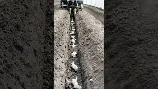 Soil trenching tool for ginger planting #goodtools #machine #smartwork