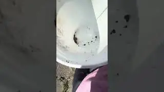 Netting fish out of scout Lake Creek part one