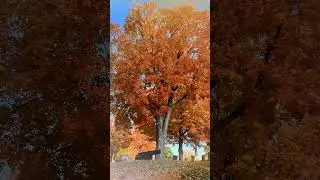 Mount Hope Autumn 01