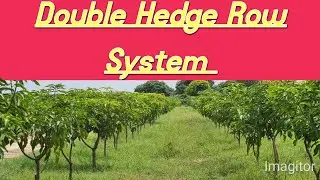NSF Double Hedge Row STS orchard Pakistan 🇵🇰 &hearts;️