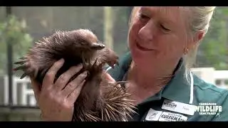 Currumbin Wildlife Sanctuary Volunteers