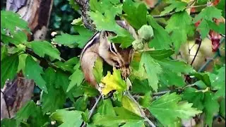 CHIPPY Eats Flower Buds In Tree