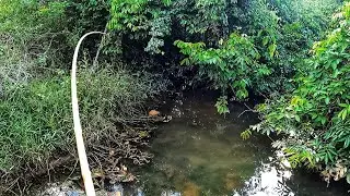 PESCARIA DE TRAIRA COM BAMBU NO CORREGO DAS TRAIRAS!!!