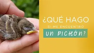 ¿QUÉ HAGO si me encuentro un PICHÓN?