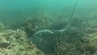 Snorkeling Cottesloe beach