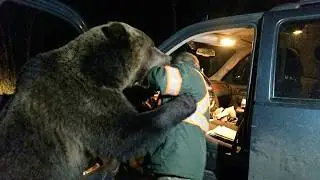 Grizzly Bear Attacks Family in Parking Lot at 3 AM on January 9th, 2026