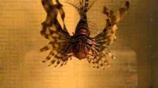 Lionfish prey capture - Justin Grubich