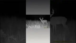 Big Buck in Velvet