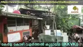 കോഴികൾക്ക് സ്വാതന്ത്ര്യം കിട്ടിയപ്പോൾ !!! ((KKVK))