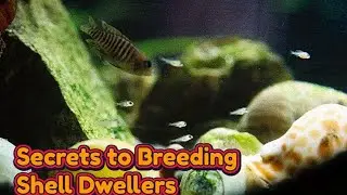 Secrets to Breeding Neolamprologus multifasciatus shell dwellers