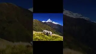The hardest climb brings the best rewards. #pokhara #nepal #shortsvideo #travel #nature #subscribe