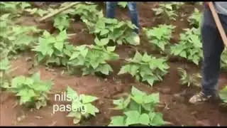 Transmiss&atilde;o ao vivo de Miudinho Passarinho