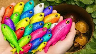 Amazing Catch of Colorful Aquarium Creatures in Mini Ponds | Baby Turtle, Frog, Eel, Comet Goldfish