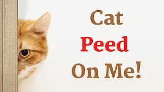 Cat Peed On Me
