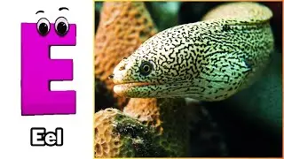 Alphabet Song with Sea Animals | ABC Learning Video for Preschool Kids | Koko Study Class