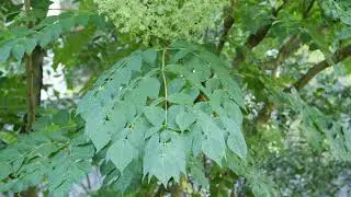 Aralia spinosa - Devil&rsquo;s Walkingstick; Hercules&rsquo; Club
