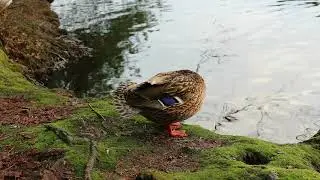 Canon EOS M3 test video, Duck at the Ahvenisjärvi