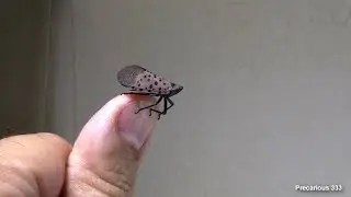 Spotted Lanternfly (Lycorma delicatula)