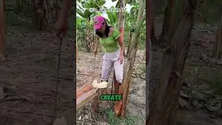 Why do people harvest this liquid from banana tree stumps?