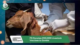 Livestock News Highlight 30th January, 2026