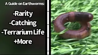 A Guide on Earthworms | How to Catch, Keep and more