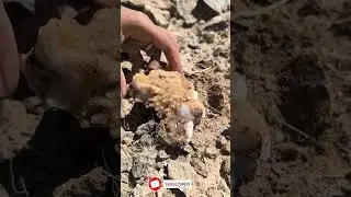 You Won&rsquo;t Believe This Gem Was Just Lying There 😲#gemstone #quartz #desert #nature  #rockhounding