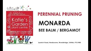 How to look after Bergamot Bee Balm Monarda: a pruning guide!
