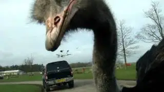 Struthio camelus eats car