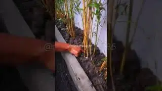 Желтый бамбук⁉️ Не делай этого, потом пожалеешь #шорты