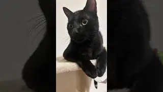 Es modelo #cat #cute #kitten #cutecat #viralshort
