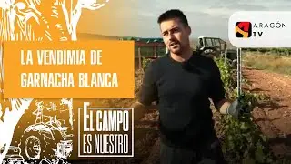 Comienza la vendimia de garnacha blanca